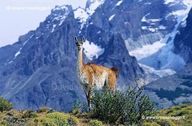 Guanaco 28-01-03